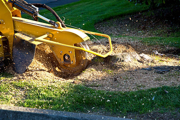 Leaf Removal in Union, MO