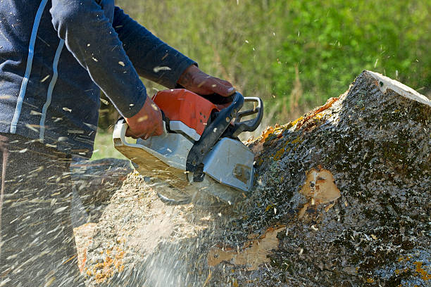 Professional Tree Services in Union, MO